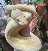 Magazoo Ball python Albino female