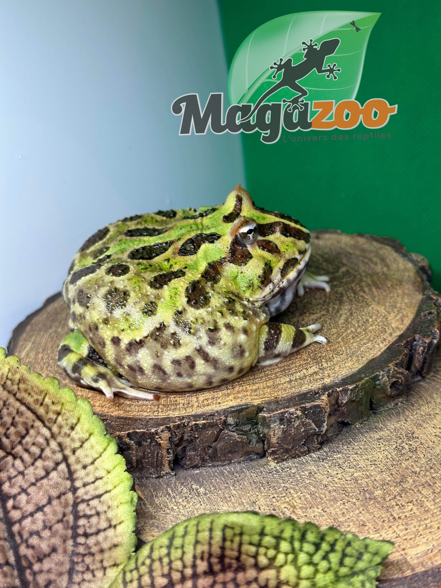 Magazoo Horned frog Matcha (PacMan)