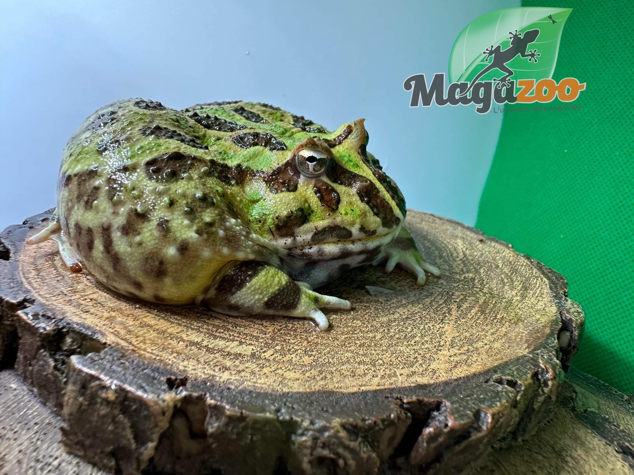 Magazoo Horned frog Matcha (PacMan)