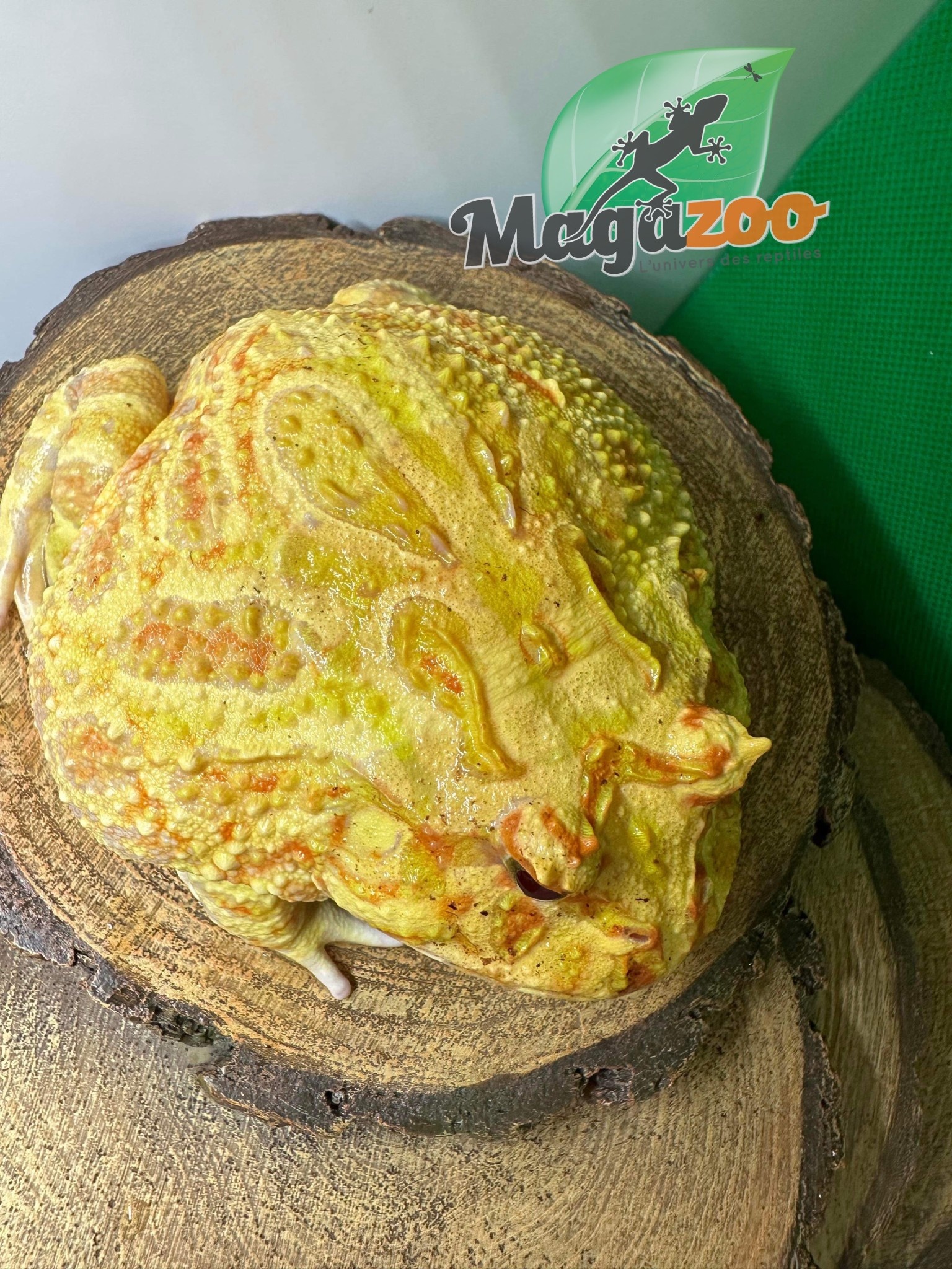 Magazoo Argentina horned frog Albino sunkissed (Pac Man)