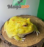 Magazoo Horned frog Pikachu (Pac Man)