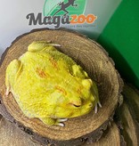 Magazoo Horned frog Pikachu (Pac Man)