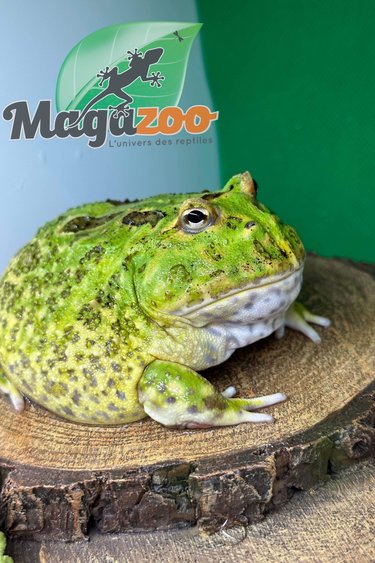 Magazoo Green horned frog (Pac Man)