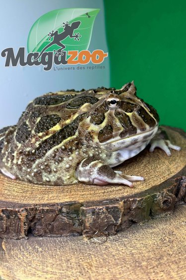 Magazoo Argentina horned frog Chocolat (pac man)
