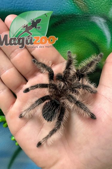 Magazoo Curly hair tarantula 3.5'' /  Tlitocatl albopilosus