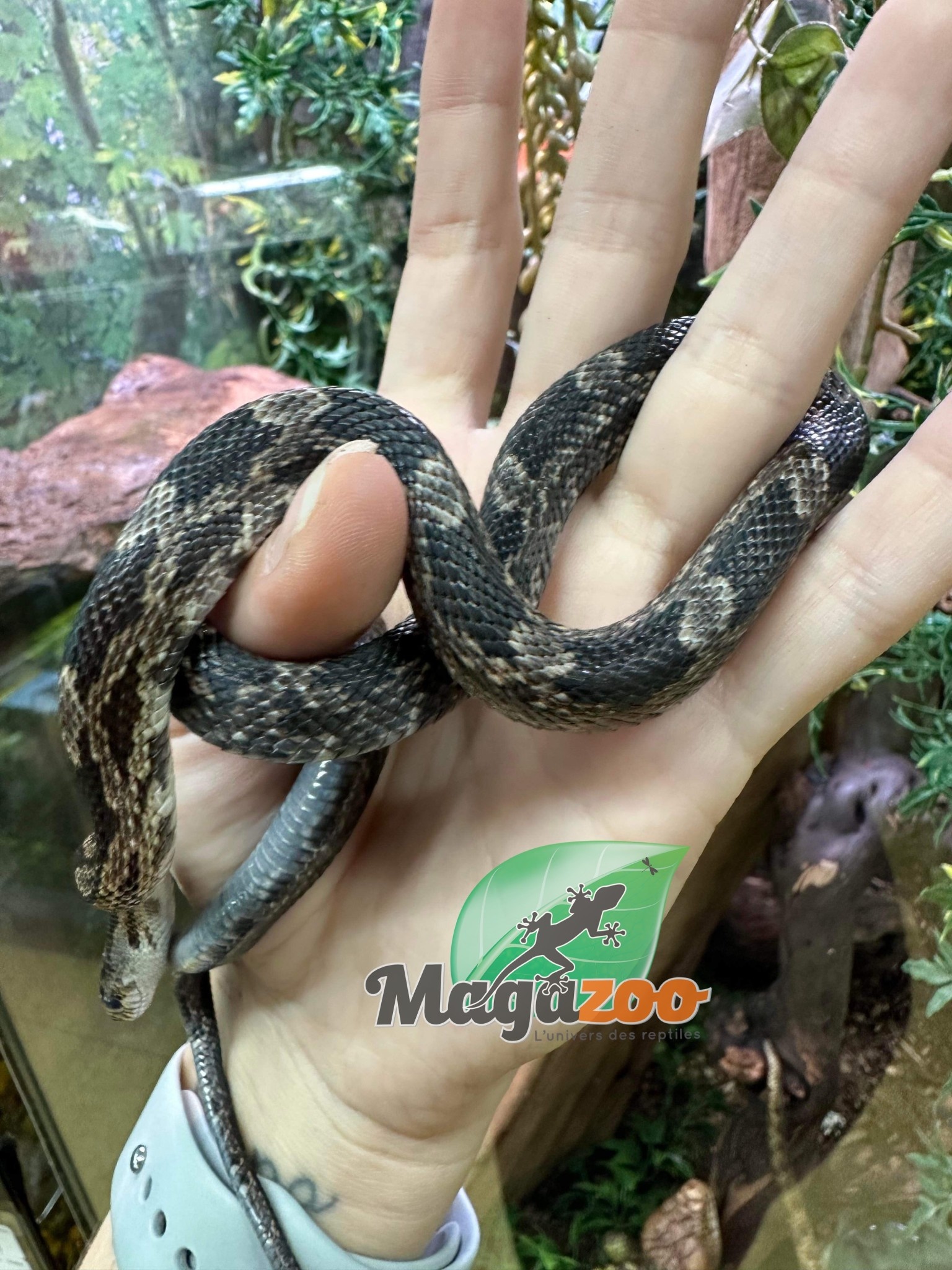 Magazoo Serpent ratier du Texas femelle juvénile