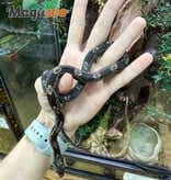 Magazoo Texas rat snake female juvenile
