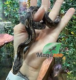Magazoo Texas rat snake female juvenile