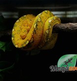 Magazoo Green tree python Baby #1 (CB Germany)