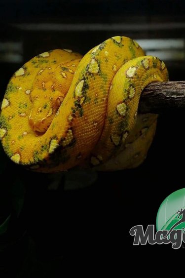 Magazoo Green tree python Baby #1 (CB Germany)