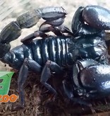 Magazoo Black Asian scorpion male