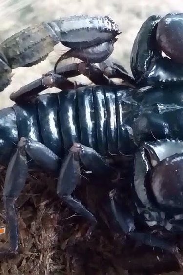 Magazoo Scorpion noir d'Asie mâle