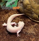 Magazoo Leopard gecko Mack Super Snow 24/06/22 Female