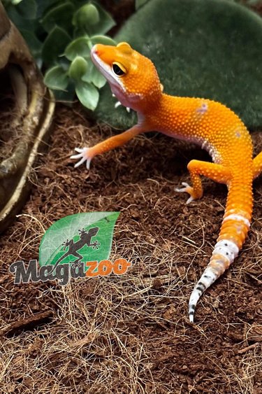 Magazoo Leopard gecko Tangerine Blood 1/10/22 Male