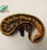 Ball python Pied 50% Hypo female
