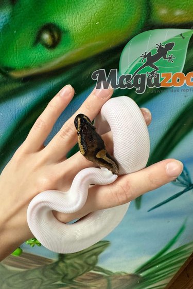 Snakes - Magazoo, the Universe of Reptiles