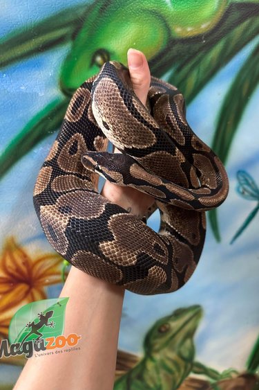 Magazoo Ball python Regular Male 17 years old / 2nd chance adoption