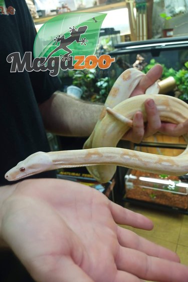 Magazoo Boa constricteur colombien albino 4.5 ans Mâle / Adoption-2ième chance