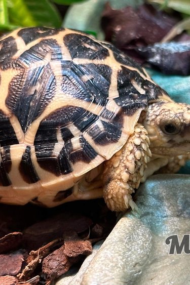 Magazoo India star tortoise baby ( 2022)