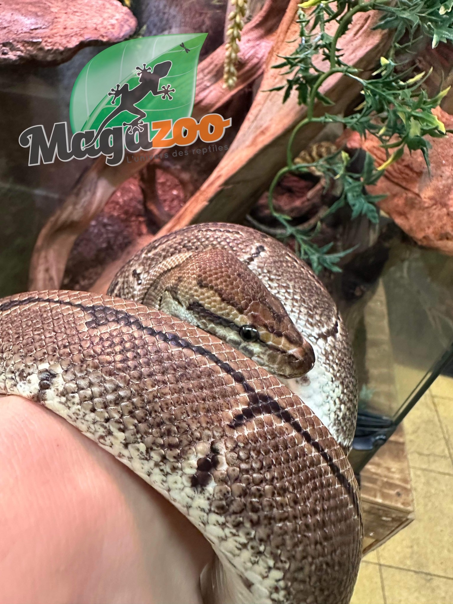 Ball python Adult Male Pinstripe / 2nd Chance Adoption Magazoo, the