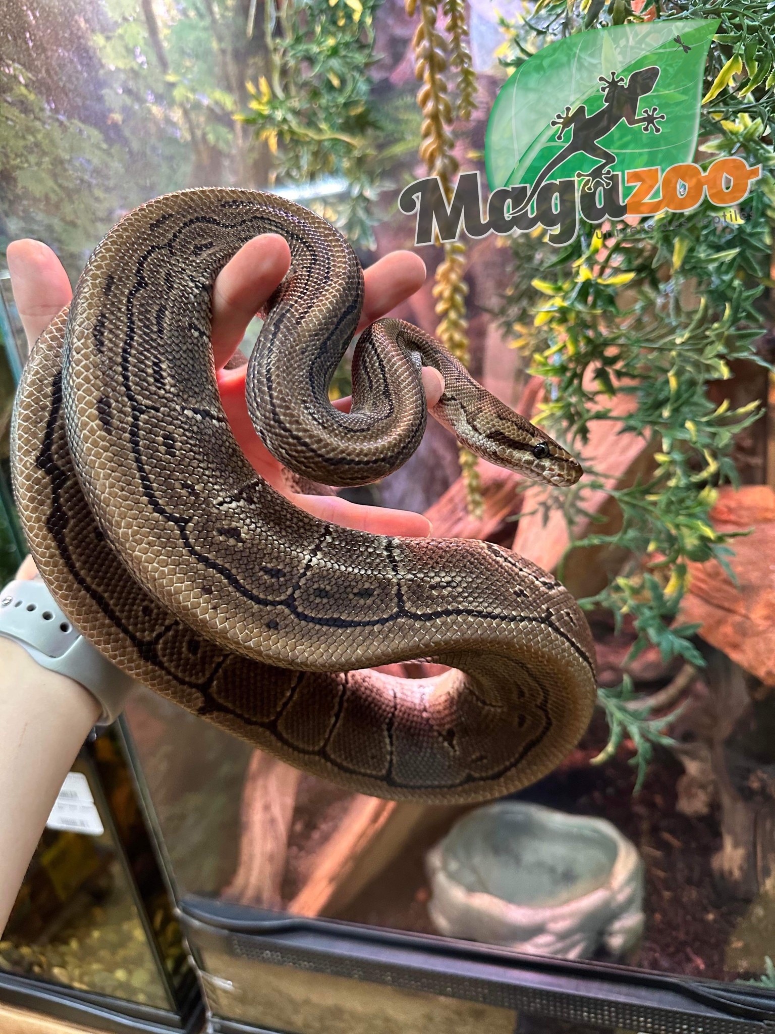 Ball python Adult Male Pinstripe / 2nd Chance Adoption Magazoo, the