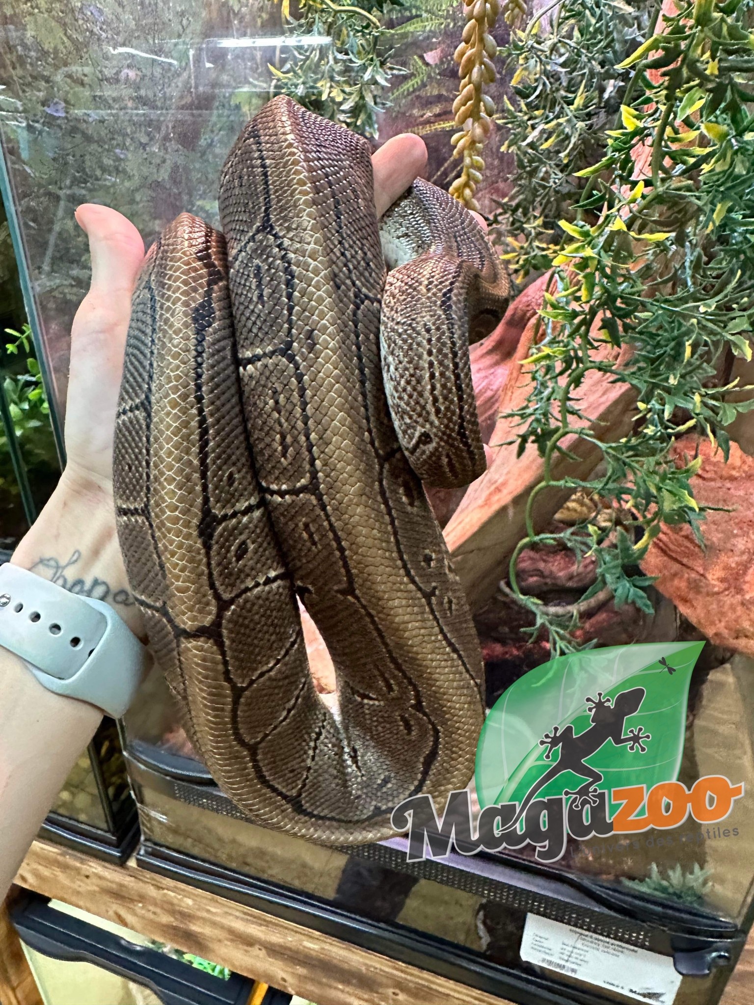 Ball python Adult Male Pinstripe / 2nd Chance Adoption Magazoo, the