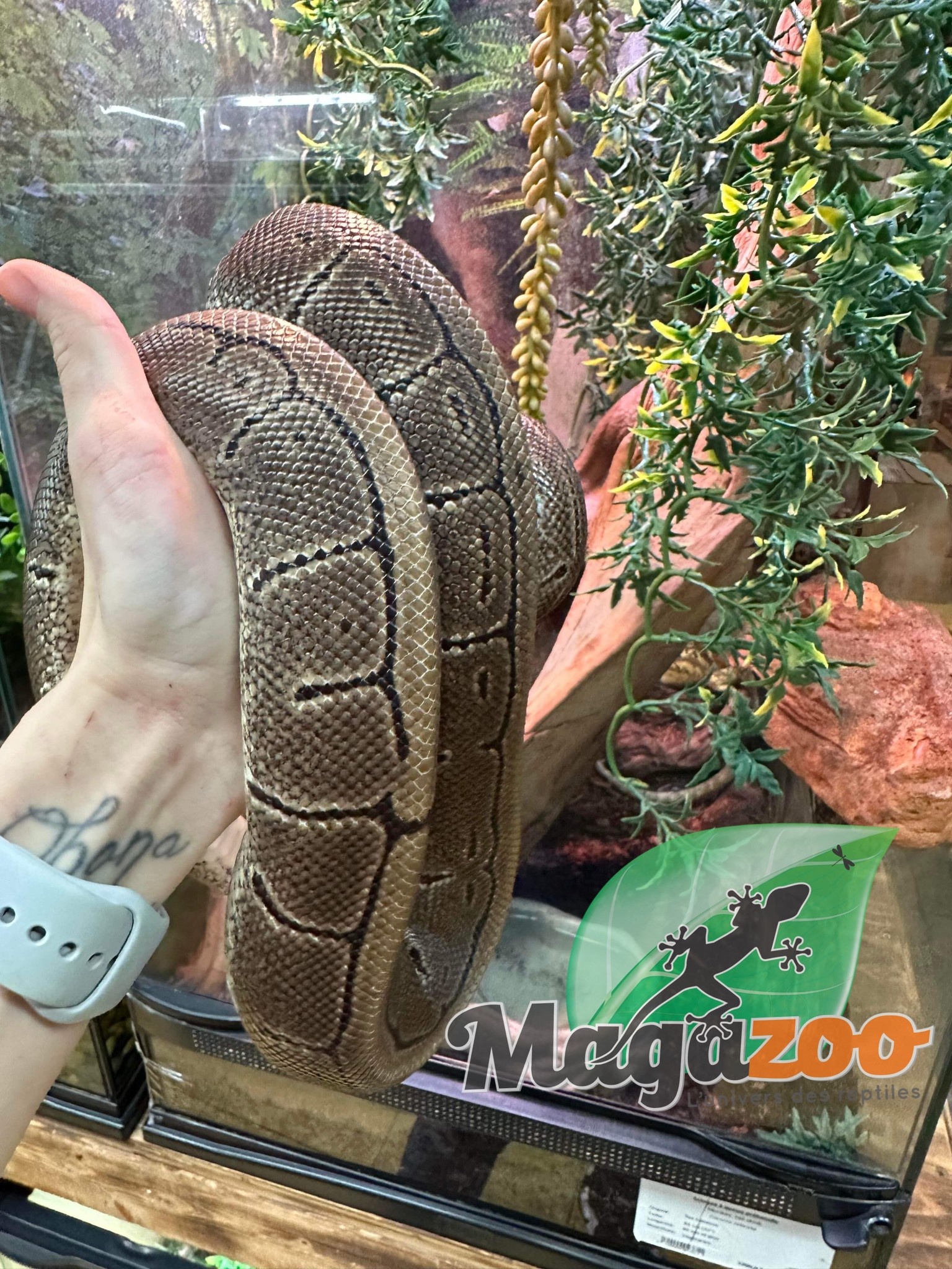 Ball python Adult Male Pinstripe / 2nd Chance Adoption Magazoo, the