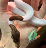 Magazoo Ball python Black Pewter Pied Male