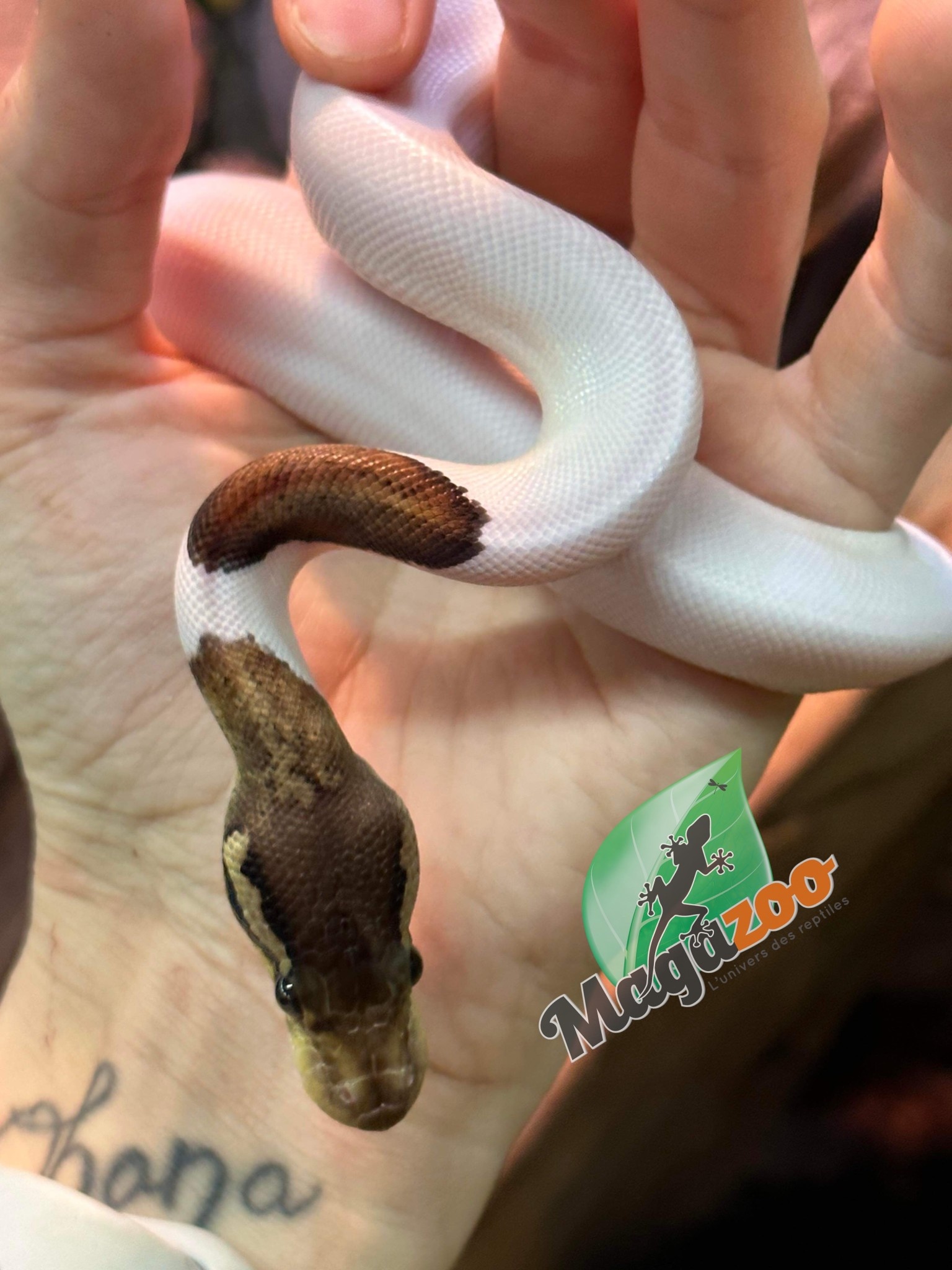 Magazoo Ball python Black Pewter Pied Male