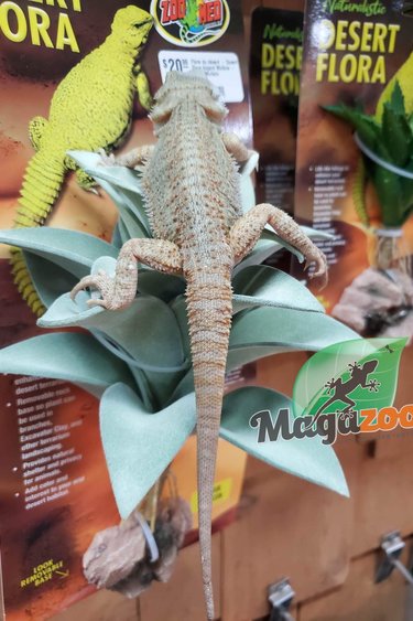 Magazoo Bearded dragon Translucent Female