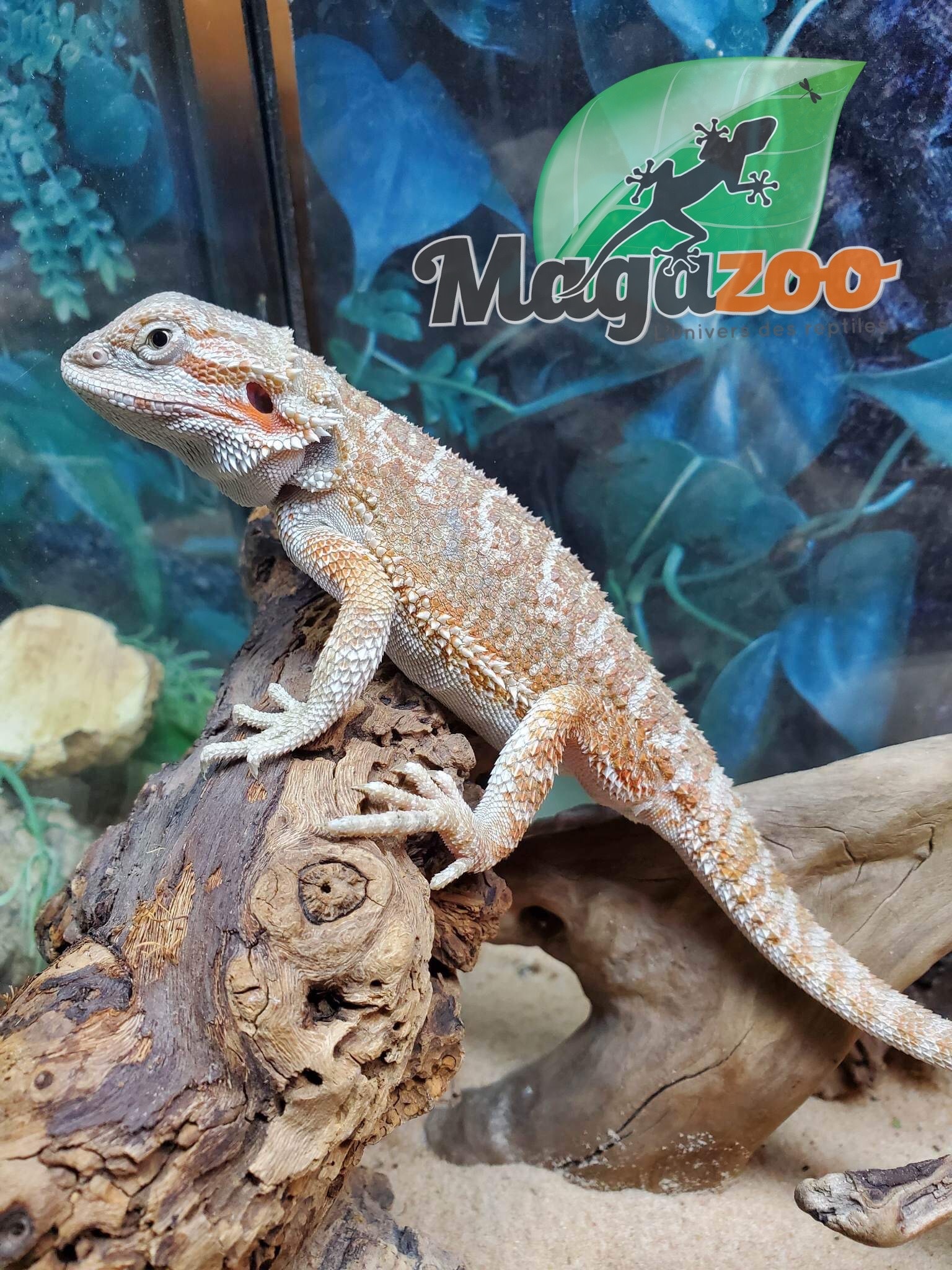 Magazoo Bearded dragon Hypo Female