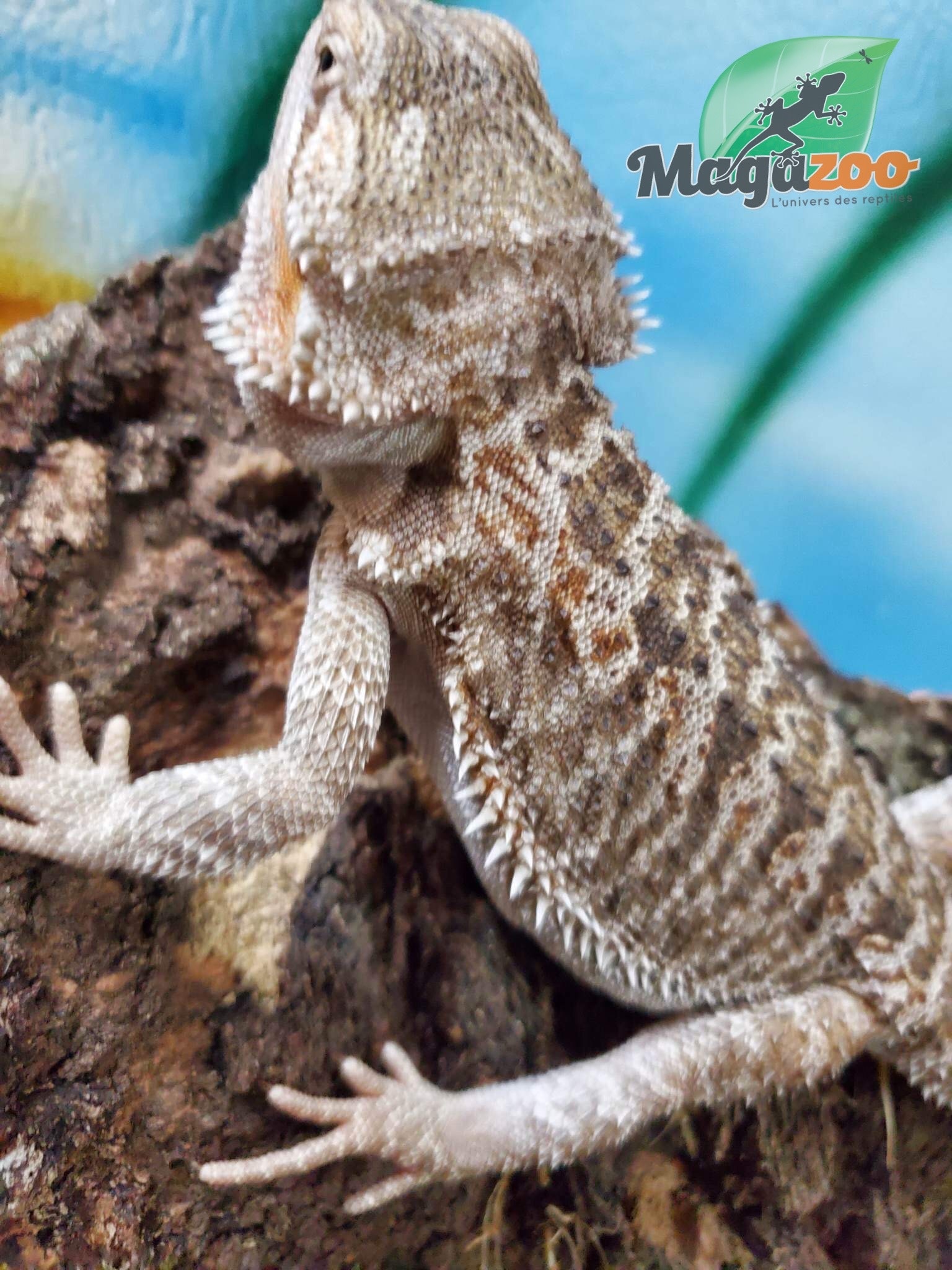 Magazoo Bearded dragon translucent (Het Zero) male