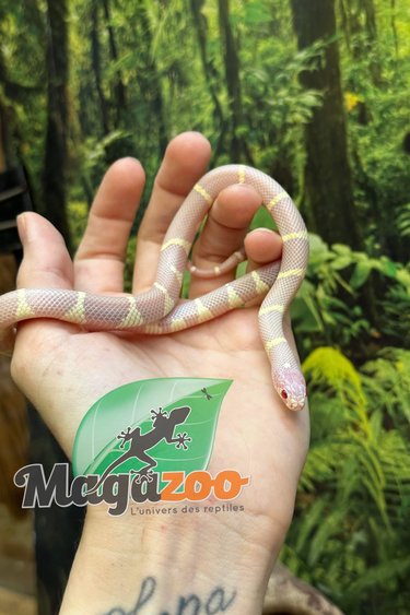 Magazoo Serpent roi de Californie albinos à bande femelle