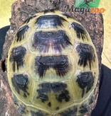 Magazoo Tortoise Russian 3 years old #1