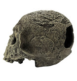 Komodo Crâne humain texturé - Human Skull Textured