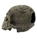 Komodo Human Skull Textured