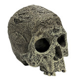 Komodo Crâne humain texturé - Human Skull Textured