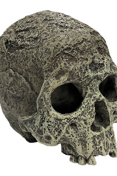 Komodo Human Skull Textured