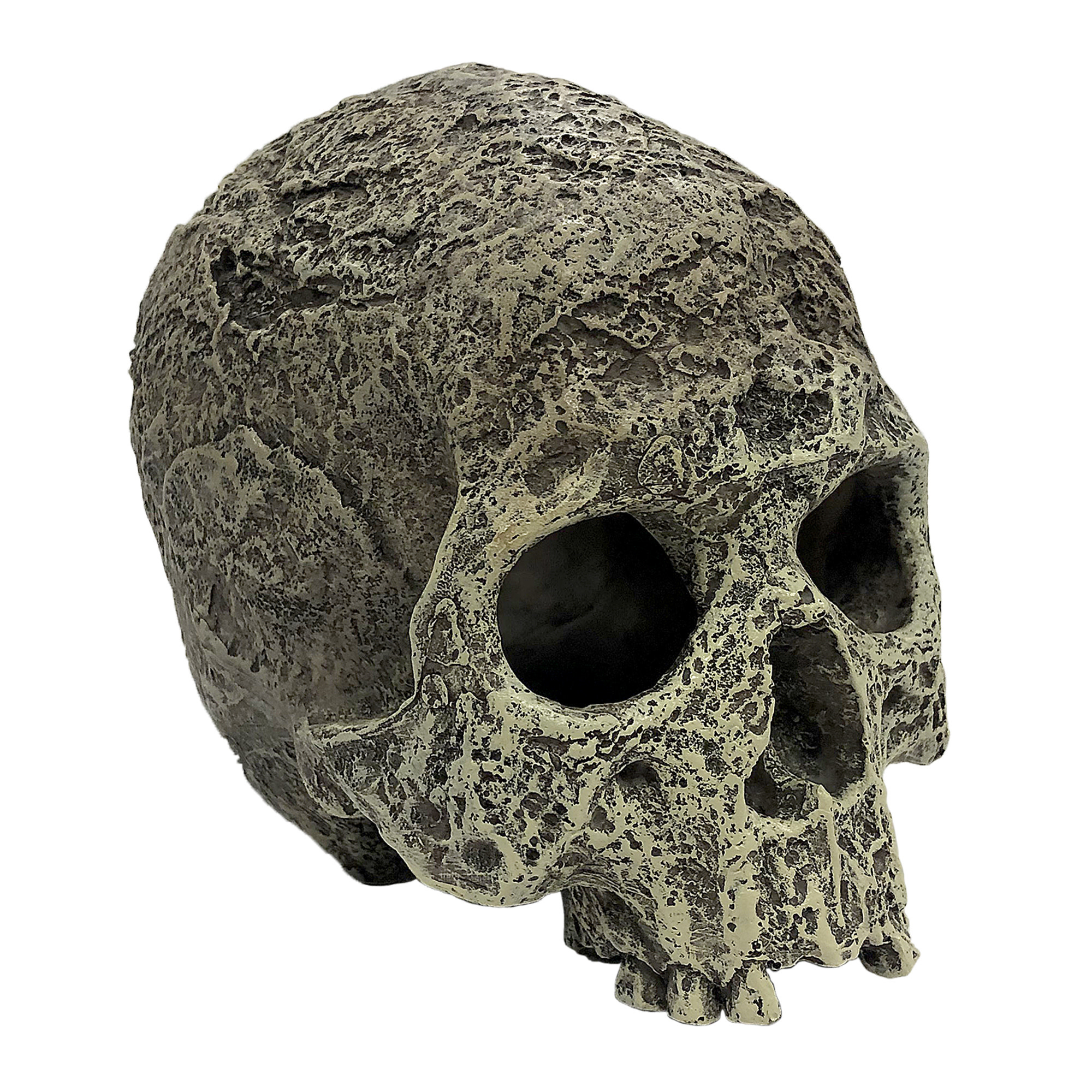 Komodo Crâne humain texturé - Human Skull Textured