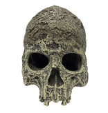 Komodo Human Skull Textured