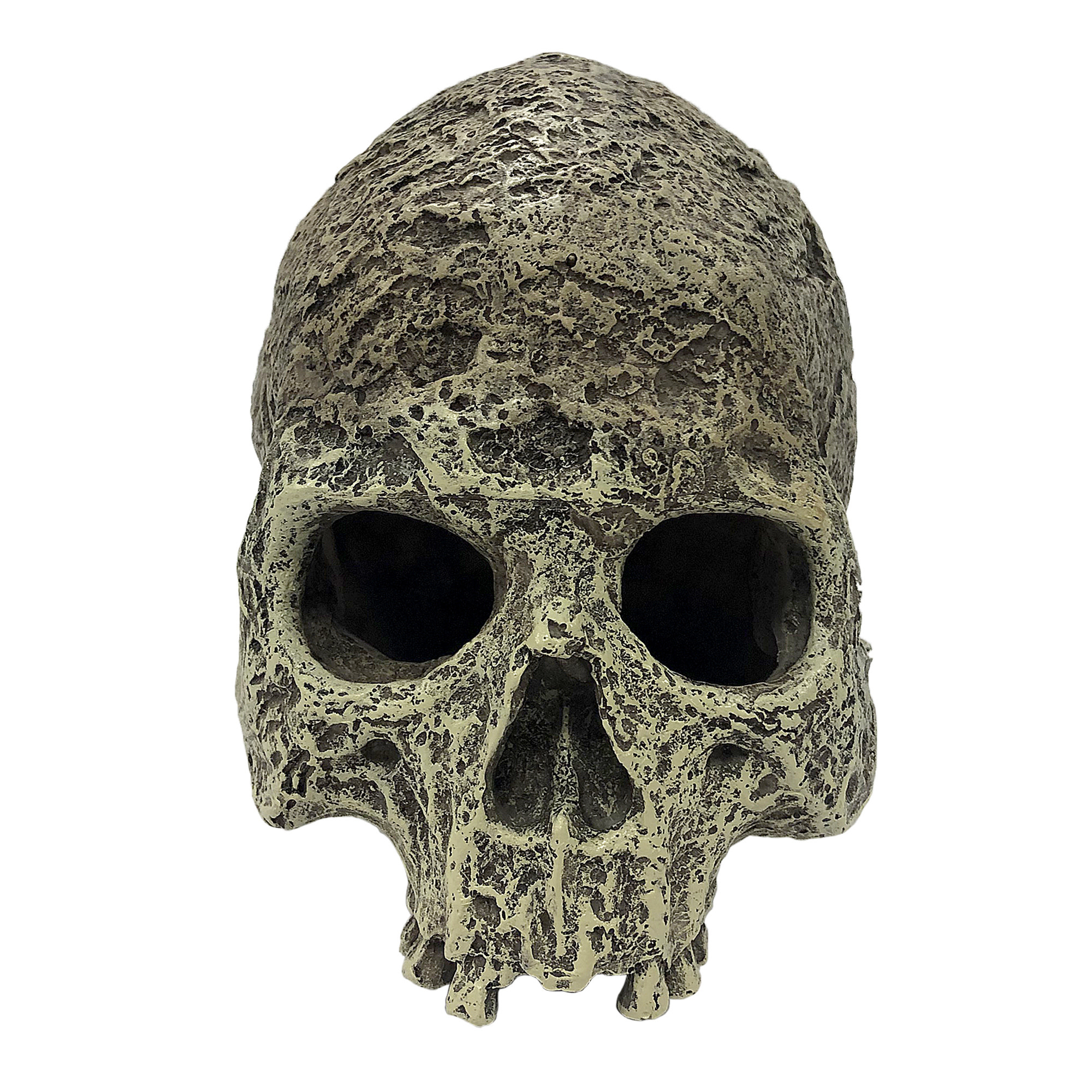 Komodo Human Skull Textured