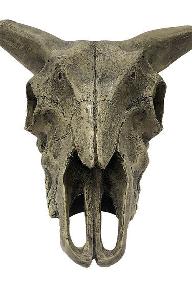 Komodo Deer Skull