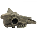 Komodo Crâne de cerf - Deer Skull