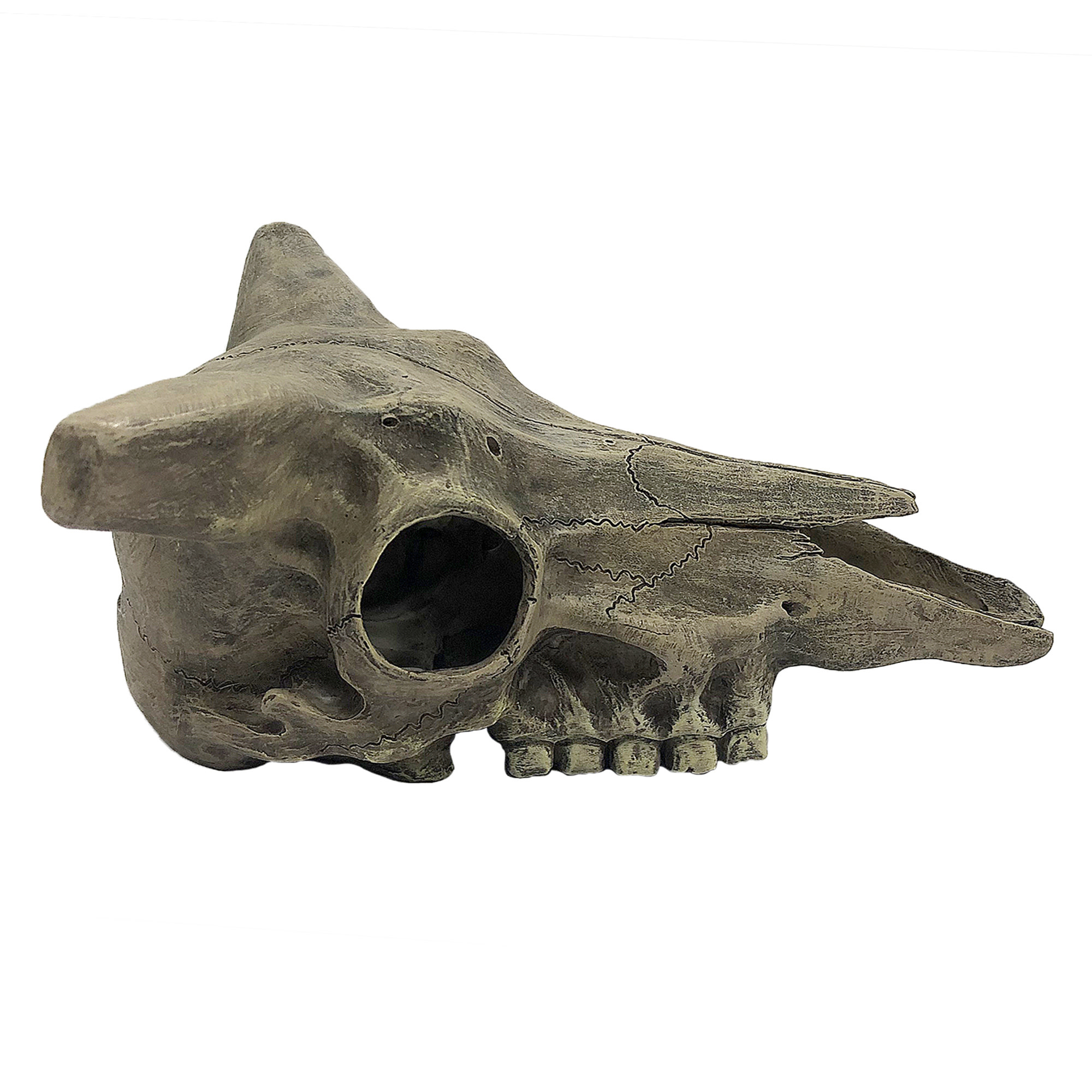 Komodo Deer Skull