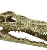 Komodo Crâne d'alligator - Alligator Skull