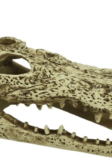 Komodo Alligator Skull