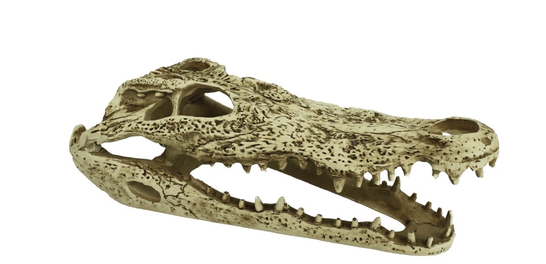Komodo Alligator Skull