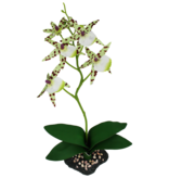 Komodo KOMODO KD-93200 Orchidée araignée avec gravier