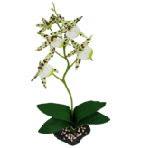 Komodo Orchidée araignée avec gravier - Spider Orchid W/Gravel