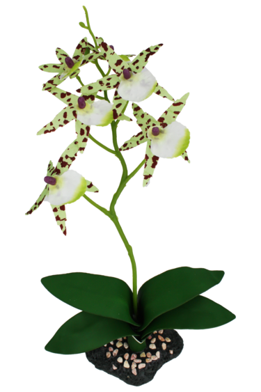 Komodo KOMODO KD-93200 Orchidée araignée avec gravier